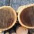 Скільки коштує деревина горіха на електронних торгах?