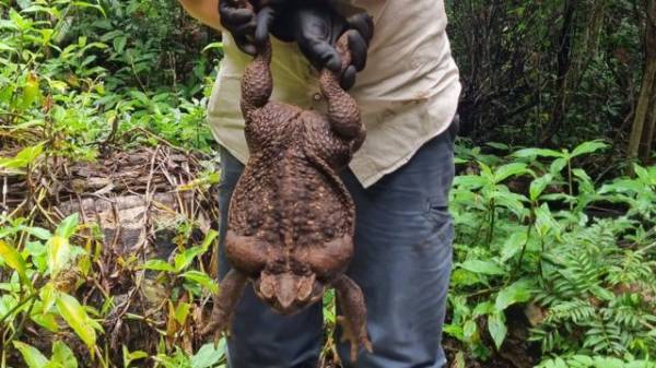 Огромная жаба-рекордсмен обнаружена в Австралии