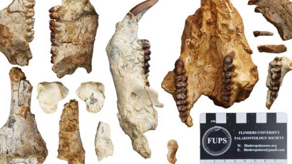 Предок вомбата: найдены кости неизвестного крупного родственника австралийского сумчатого