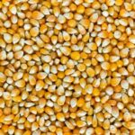 Как выбрать семена кукурузы