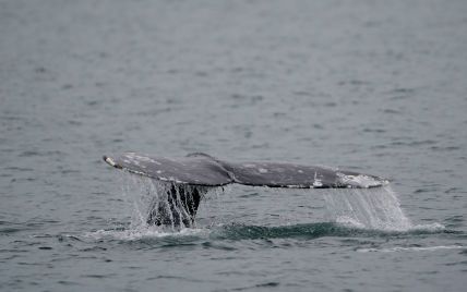 Понад 100 китів викинулися на берег на західному узбережжі Австралії – подробиці