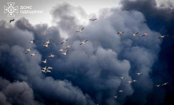 Близько сотні пеліканів з’явилися у небі під час ліквідації наслідків російських обстрілів на Одещині