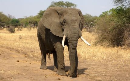 Розлючений слон напав на автомобіль у Замбії — загинула туристка з США — відео