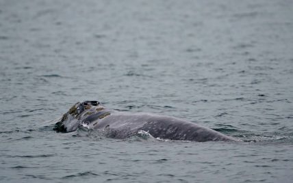 Полярники оказали китів, які виринають з води та крутяться над океаном – відео