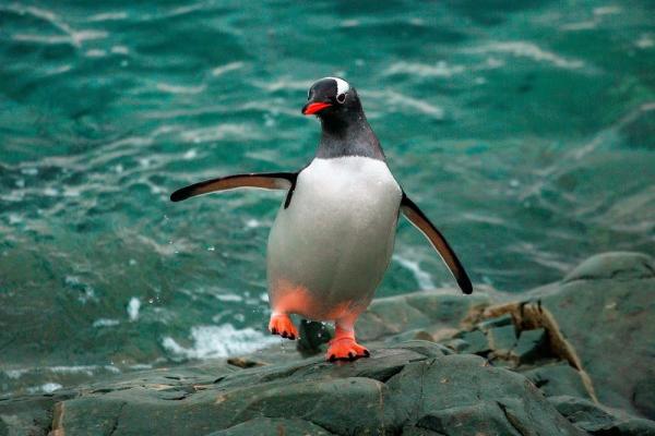 Українські полярники показали три види пінгвінів, які живуть поблизу станції “Академік Вернадський”