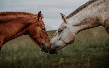 В Росії від голоду загинули пів сотні коней – відео