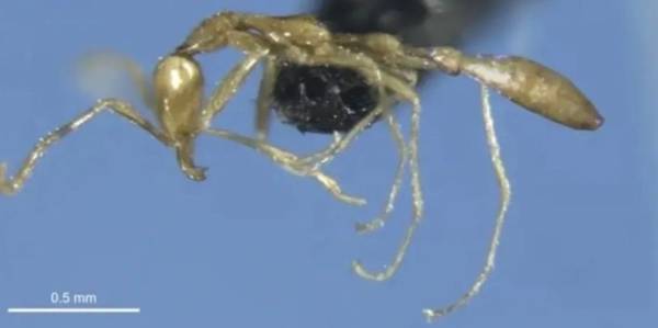 Волдеморт в Австралії: новознайдений вид мурах назвали на честь злого лорда
