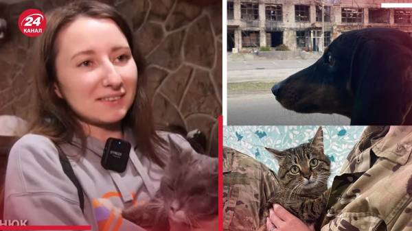 Терапия для людей и животных: как в Харькове реабилитируют котов, которые потеряли дом и семью