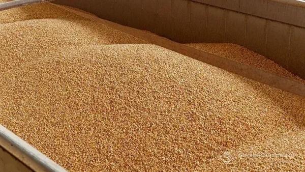 Експерт розповів, як сірий експорт зерна впливає на економіку України