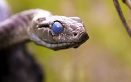 У туристичній частині Лондона помітили змію – фото