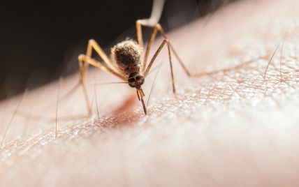 У Гондурасі оголосили надзвичайний стан через комарів – яку хворобу вони переносять