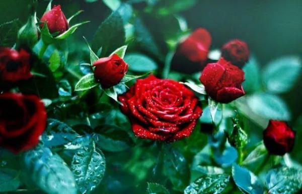 12 червня: День червоної троянди, Міжнародний день дубляжу