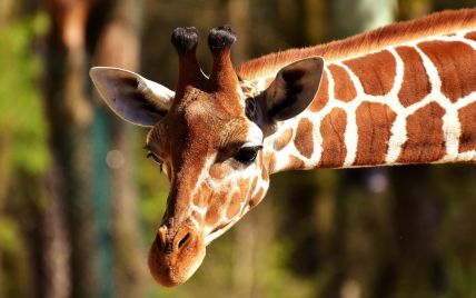 Жираф схопив маленьку дитину у центрі дикої природи в США — відео