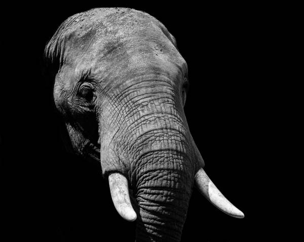 Хотів зробити фото: у Південній Африці туриста на смерть затоптали слони