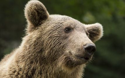 В Румунії бурий ведмідь вбив 19-річну туристку – новини 1+1