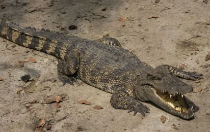 В Австралії дівчинку з’їв крокодил – ТСН, новини 1+1