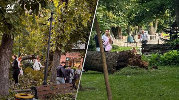 У Києві у парку Шевченка упало дерево: є постраждалі