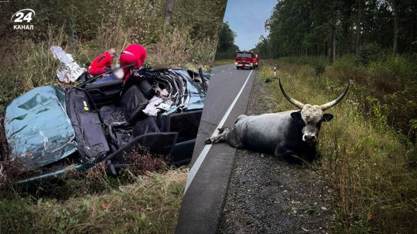 У Львівській області водій загинув через зіткнення з коровою