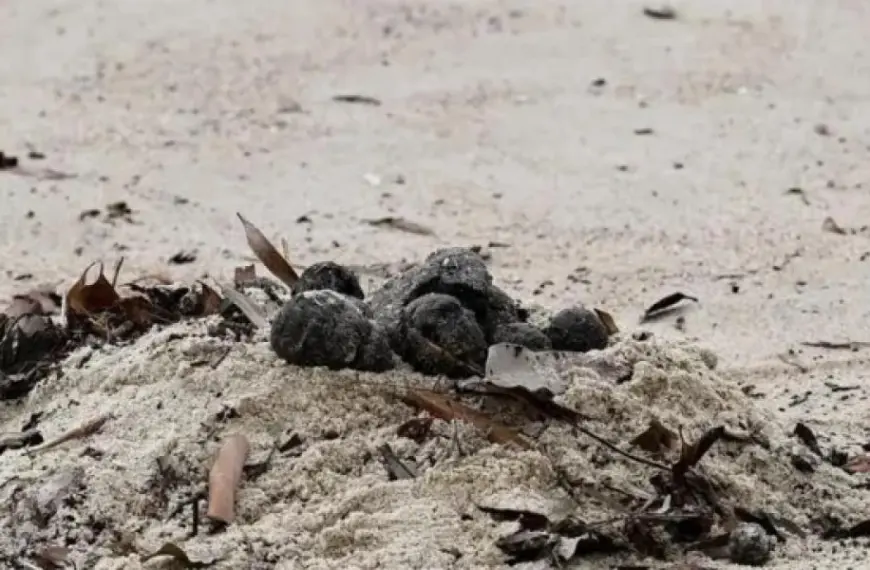 Отвратительные темные шары. Австралийские ученые разрешили загадку странных предметов на пляжах