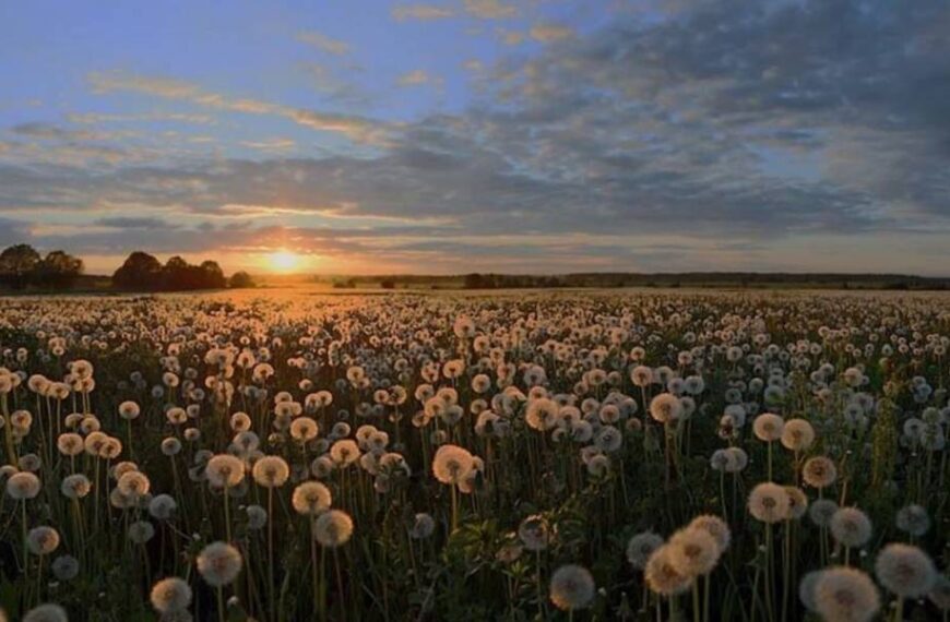 Приємне тепло накриє Україну, але подекуди – дощі: прогноз погоди на 16 червня