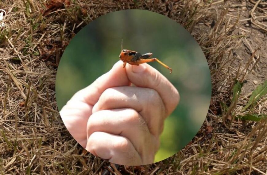 Нашестя сарани атакує Україну: що відомо про загрозу і які області постраждають