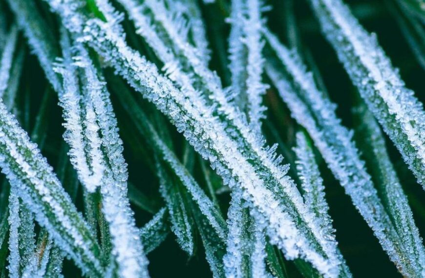 Чи можуть вдарити заморозки вже у серпні