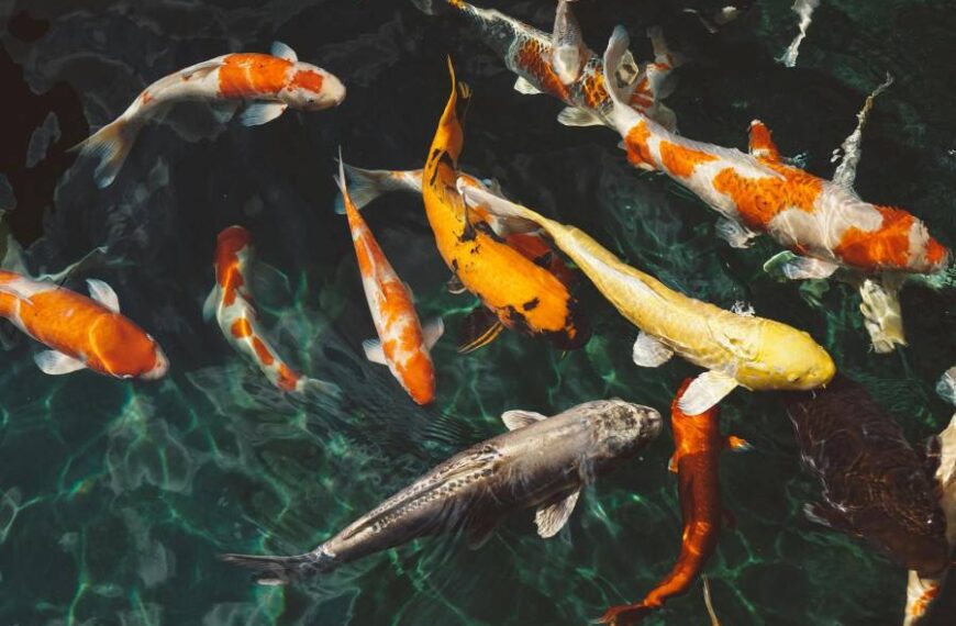 По вулицях Житомира плавають карасі: місто затопило через негоду