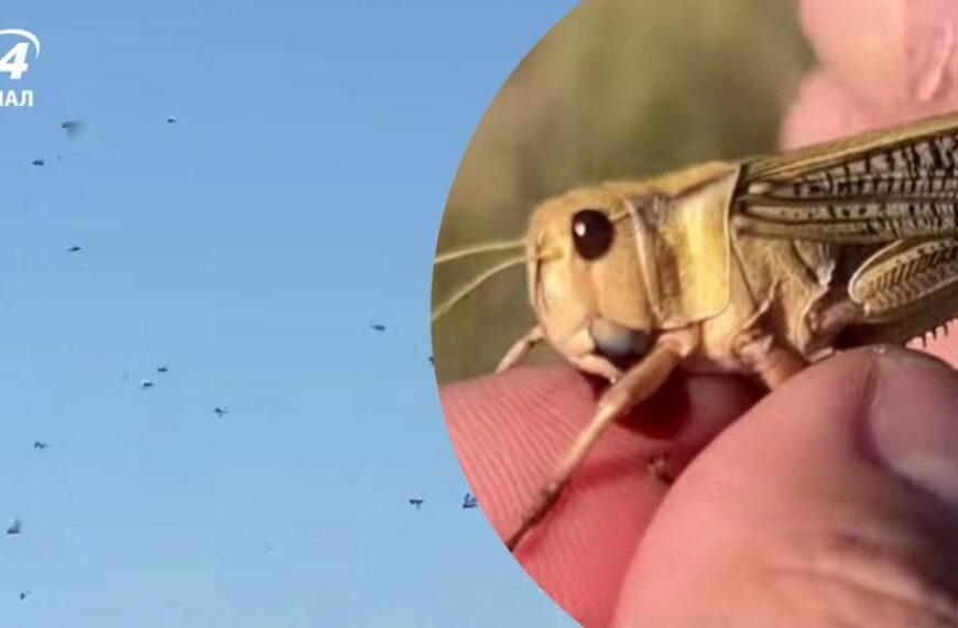 “Думав, вони мене з’їдять”: на Дніпропетровщині знайшли “місце базування” сарани