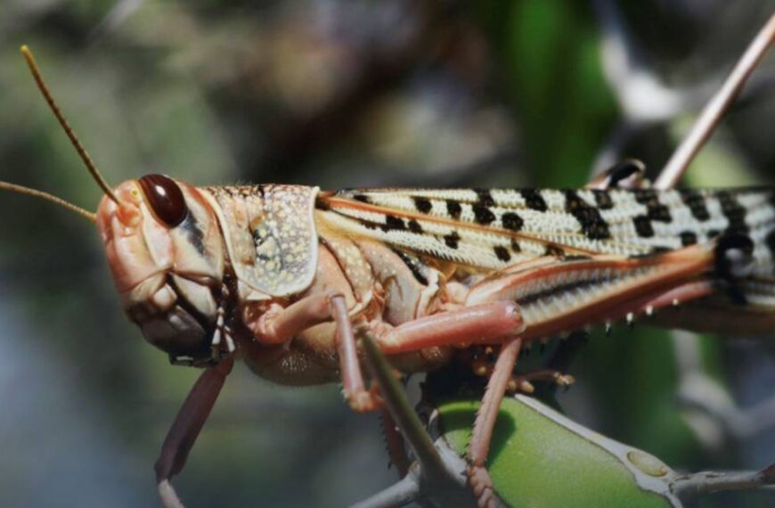 Нашестя сарани у кількох областях: як оцінюють ситуацію у Держпродспоживслужбі