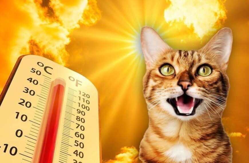 Коли в Україні буде найбільша спека: синоптики назвали дату