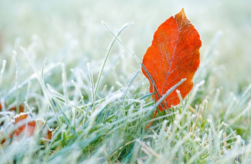 Чи буде сильне похолодання аж до заморозків уже наприкінці серпня