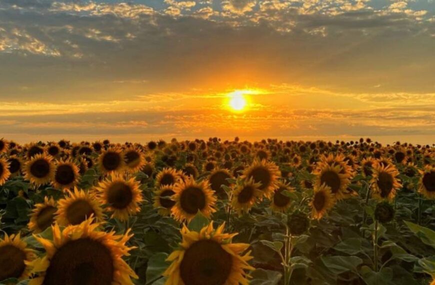 Найспекотніше – на Закарпатті й Півдні: прогноз погоди в Україні на 14 серпня