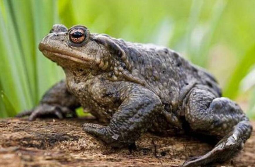 Стрибали просто на вулиці: у Нікополі зафільмували нашестя жаб