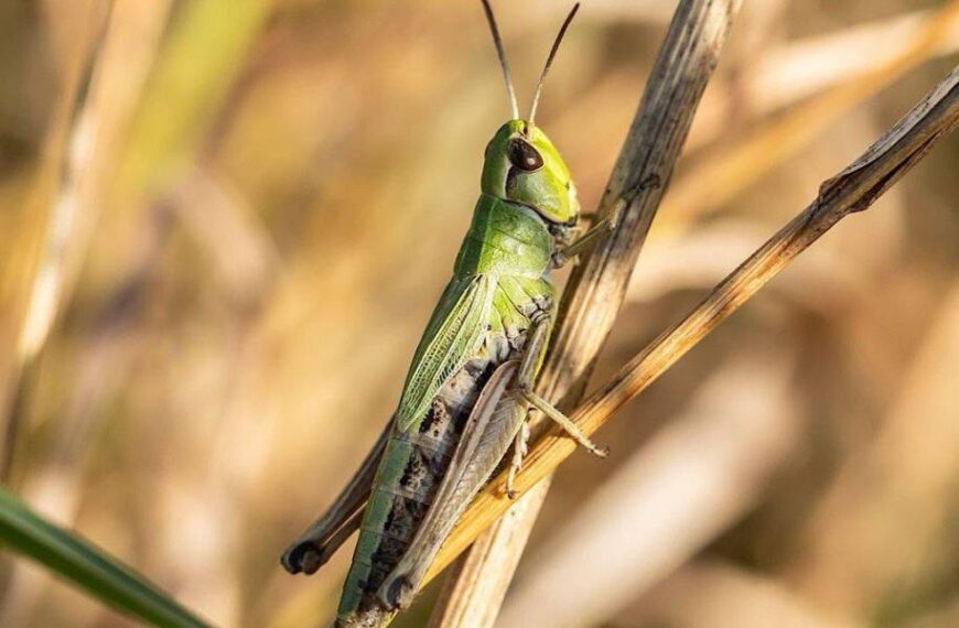 Українці перетворили навалу сарани на бізнес: як заробляють на комахах у Запоріжжі