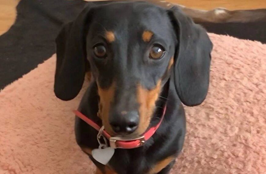 В Австралії після 529 днів у дикій природі знайшли таксу Валері