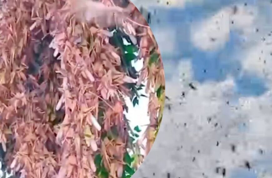 Видовище не для слабодухих, – житель Запоріжжя про нашестя сарани