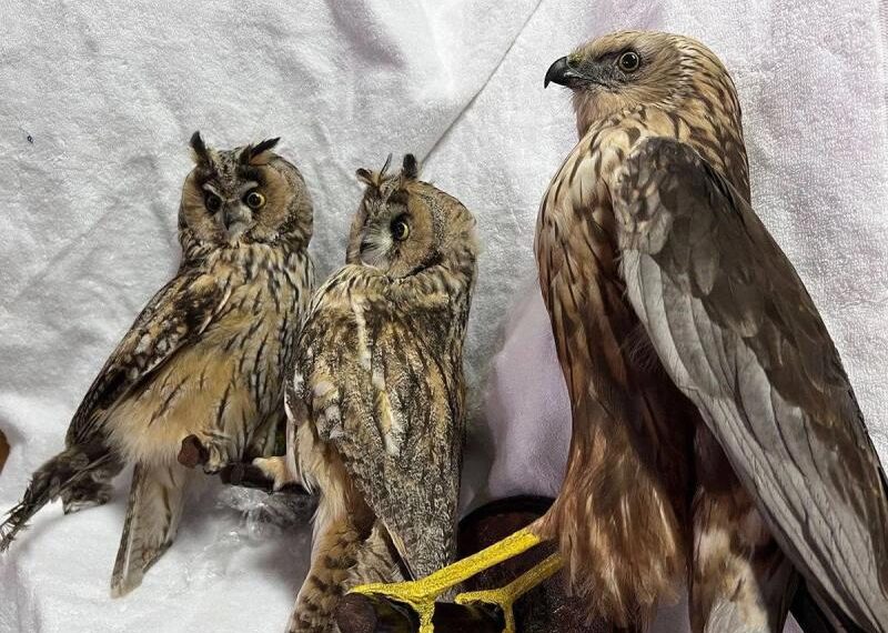 Жителька Чернігівщини намагалася незаконно вивезти за кордон опудала рідкісних птахів