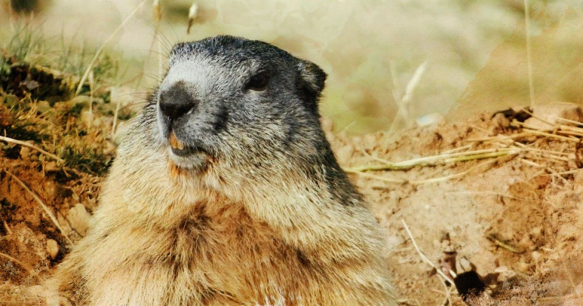 День бабака День бабака