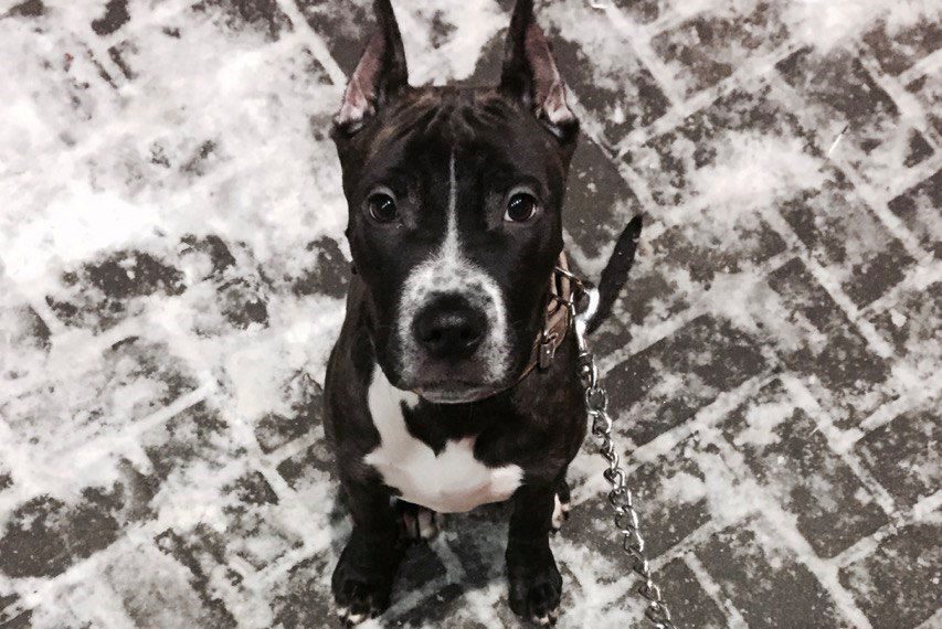 Як собака обчислює слабака: сигнали, які ви несвідомо їй подаєте