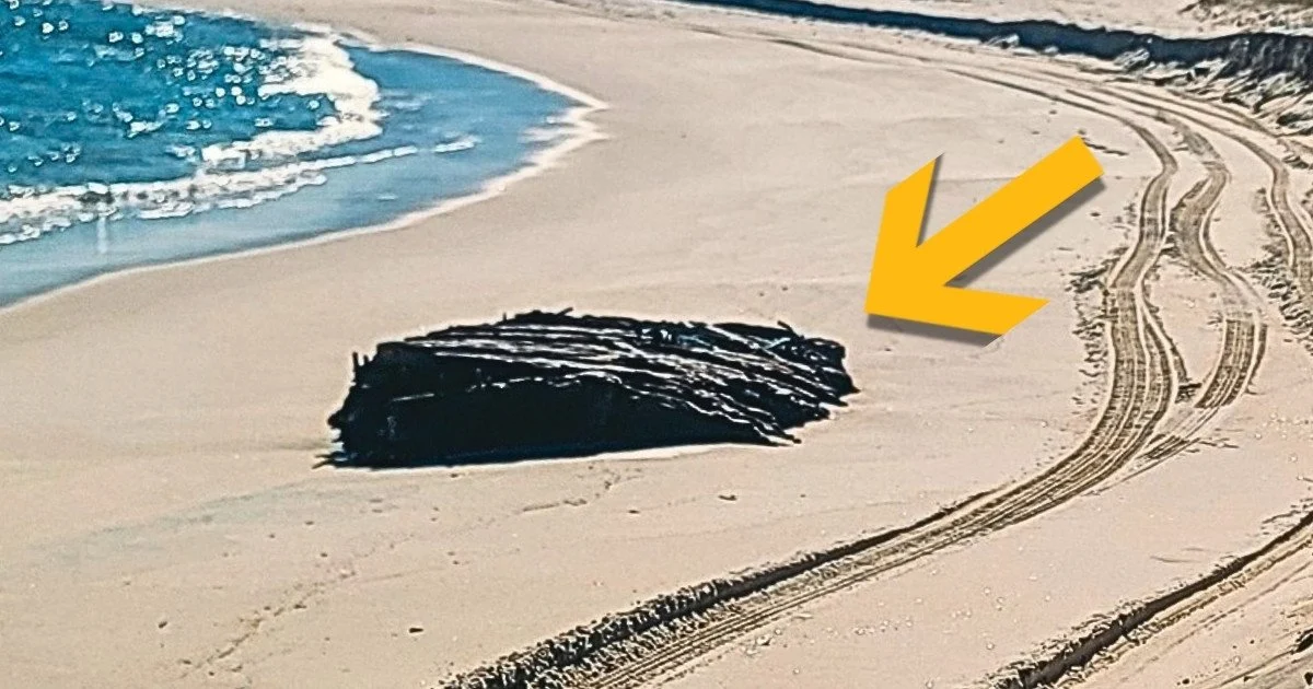 Уламки корабля. Фото: Island Beach State Park Уламки корабля. Фото: Island Beach State Park