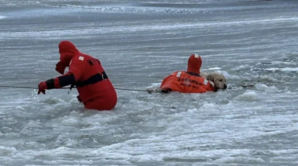 Пожежники здійснюють драматичне порятунок після того, як жовтий лабрадор провалився крізь тонкий шар льоду Пожежна служба Місквамікута Близько 9:00 ранку сьогодні пожежну службу Місквамікута та Корпус швидкої допомоги Вестерлі разом із поліцейським відділом Вестерлі було направлено до ставка Літтл-Масачауг біля Атлантик-авеню для порятунку на воді. Собака, який вийшов на ранкову прогулянку зі своїм власником, забрів на ставок і провалився крізь тонкий шар льоду поблизу центру. Заступник начальника Говард (205) після реагування також звернувся за допомогою до пожежної служби Вотч-Гілл щодо їхнього рятувального спорядження для льоду. Волонтери прибули на місце події протягом кількох хвилин і виявили Фенікса, жовтого лабрадора, який боровся у воді та не міг безпечно пересуватися, коли його власник був на березі. Члени обох пожежних служб швидко одягли костюми для рятування на льоду та увійшли у ставок, здійснивши швидке та успішне порятунок, а додатковий персонал підготував спорядження, включаючи надувний рятувальний човен. Фенікса та рятувальників було безпечно доставлено назад на берег, і всі вони почувалися добре, коли прибули на місце події. Пожежників як з Місквамікута, так і з WHFD оглянула служба швидкої медичної допомоги на наявність можливої гіпотермії, але лікування їм не знадобилося. Невдовзі після цього всі підрозділи залишили місце події, що ознаменувало успішне перше виклик у 2026 році. ?? Нагадування: Жоден лід ніколи не буває безпечним. Наші пожежники проходять ретельні тренування з рятування в холодній воді та на льоду, але ці ситуації надзвичайно небезпечні. Усі начальники відділів пожежної безпеки та пожежної безпеки висловлюють подяку всім причетним за швидке реагування та командну роботу сьогодні вранці.