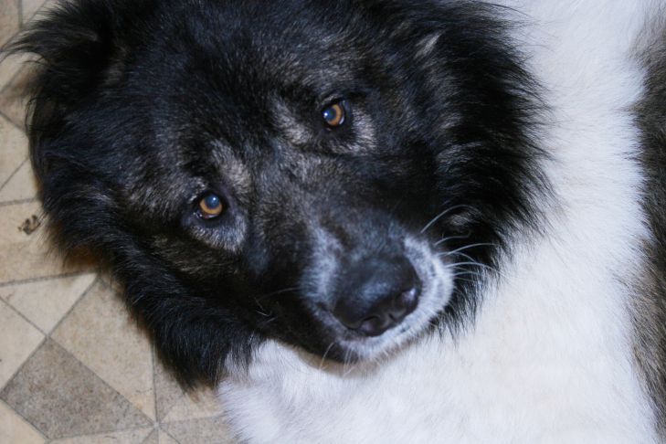 Чому ваш пес обнюхує це місце: таємний собачий меседж, який…