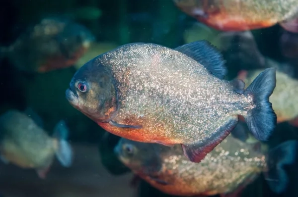 Червоночереві піраньї мають червоний колір знизу від підборіддя та щік до живота. Голова та тіло мають різні відтінки сірого; боки вкриті яскравою срібною лускою. Чітко закруглений та кирпатий профіль піраньї виконує певну функцію. Під високим чолом розташовані потужні м'язи, що кріпляться до короткої, товстої нижньої щелепи, оснащеної трикутними, гострими, як бритва, зубами, які акуратно зчіплюються з відповідним набором верхніх. Така конструкція дозволяє піраньям кусати з неймовірною силою та здатністю різати. Однак ці грізні зуби зазвичай не видно, оскільки вони прикриті товстими, м'ясистими губами.