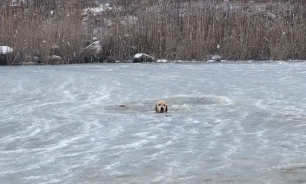 Пожежники здійснюють драматичне порятунок після того, як жовтий лабрадор провалився крізь тонкий шар льоду Пожежна служба Місквамікута Близько 9:00 ранку сьогодні пожежну службу Місквамікута та Корпус швидкої допомоги Вестерлі разом із поліцейським відділом Вестерлі було направлено до ставка Літтл-Масачауг біля Атлантик-авеню для порятунку на воді. Собака, який вийшов на ранкову прогулянку зі своїм власником, забрів на ставок і провалився крізь тонкий шар льоду поблизу центру. Заступник начальника Говард (205) після реагування також звернувся за допомогою до пожежної служби Вотч-Гілл щодо їхнього рятувального спорядження для льоду. Волонтери прибули на місце події протягом кількох хвилин і виявили Фенікса, жовтого лабрадора, який боровся у воді та не міг безпечно пересуватися, коли його власник був на березі. Члени обох пожежних служб швидко одягли костюми для рятування на льоду та увійшли у ставок, здійснивши швидке та успішне порятунок, а додатковий персонал підготував спорядження, включаючи надувний рятувальний човен. Фенікса та рятувальників було безпечно доставлено назад на берег, і всі вони почувалися добре, коли прибули на місце події. Пожежників як з Місквамікута, так і з WHFD оглянула служба швидкої медичної допомоги на наявність можливої гіпотермії, але лікування їм не знадобилося. Невдовзі після цього всі підрозділи залишили місце події, що ознаменувало успішне перше виклик у 2026 році. ?? Нагадування: Жоден лід ніколи не буває безпечним. Наші пожежники проходять ретельні тренування з рятування в холодній воді та на льоду, але ці ситуації надзвичайно небезпечні. Усі начальники відділів пожежної безпеки та пожежної безпеки висловлюють подяку всім причетним за швидке реагування та командну роботу сьогодні вранці.