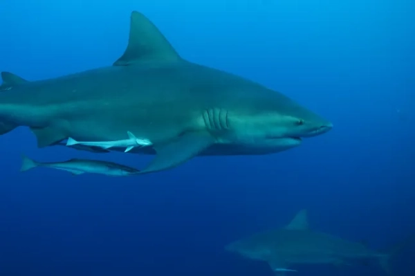 Тіту??: Акула-бик з рибою-пілотом у Карибському морі біля узбережжя Плайя-дель-Кармен на півострові Юкатан у Мексиці.