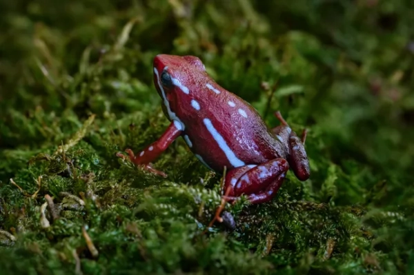 Отруйна стрілоподібна жаба Ентоні, Epipedobates anthonyi, навколо Ріо-Саладільйо, Аргентина. Синя та темно-червона отруйна амфібія в природному середовищі існування. Дика природа Аргентини, зелений мох з жабою.