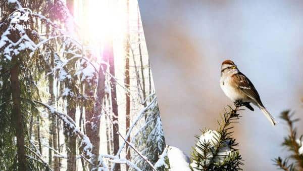 Потепління в Україні після заморозків: прогноз зміни температури та погоди.