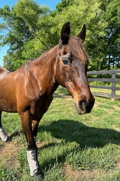 Найстаріший кінь світу / © Guinness World Records