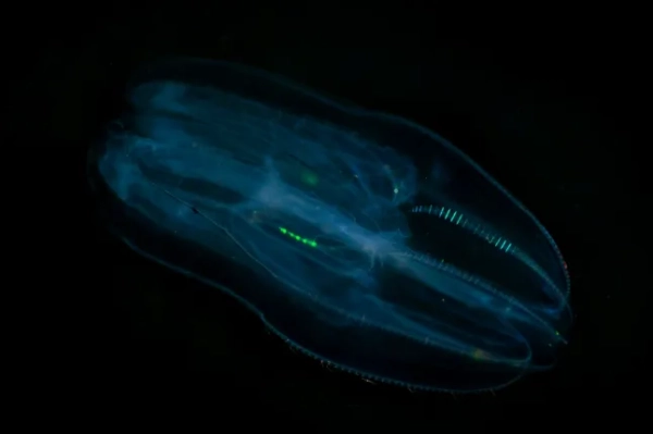 Макрознімок морського життя в Тихому Північно-Західному океані. Фото зроблено в Туванеку, Саншайн-Кост, Британська Колумбія, Канада.