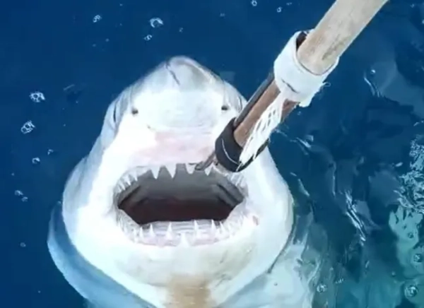 Великі білі акули «можуть розмножуватися в Середземному морі»